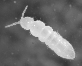Folsomia Candida (Hvid tropisk springhale)